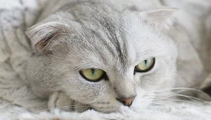 开云体育下载-联赛公平竞争机制加强弱队也有逆袭可能，想要提升联赛竞争力